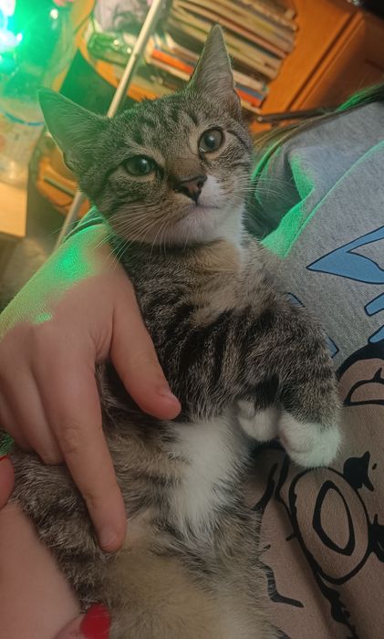 Piękny wyjątkowy kociak kocurek do adopcji