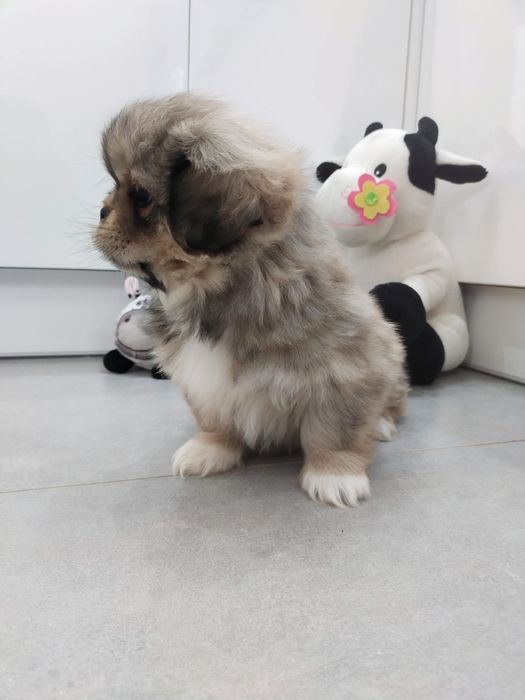 Pekińczyk szczeniak