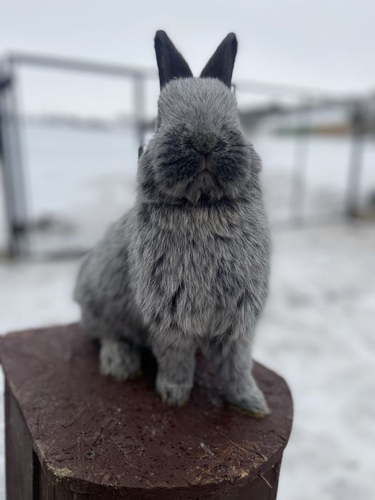 Велике Світле Срібло