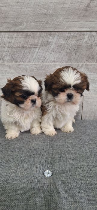 Shih Tzu suczki .