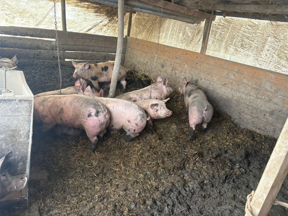 Продам свини на м'ясо