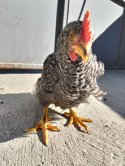 Vendem-se pintos e derivados