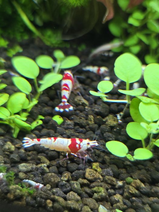 Camarão crs caridina red crystal
