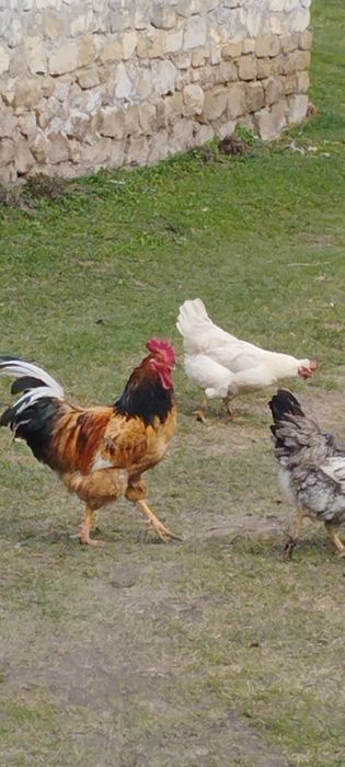 Продам сім'ю домашніх курей на розведення