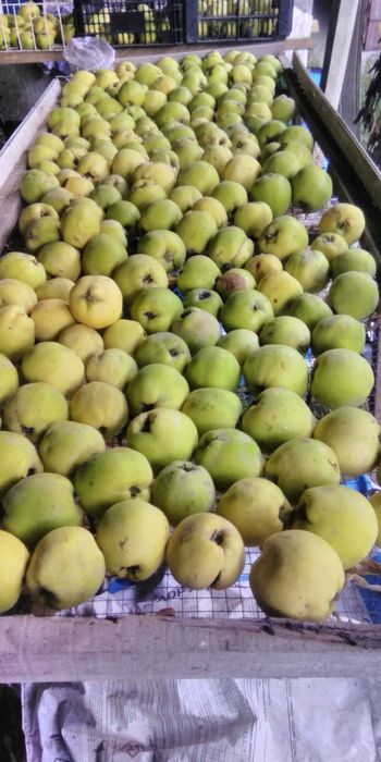 Vendo marmelos -  produção própria