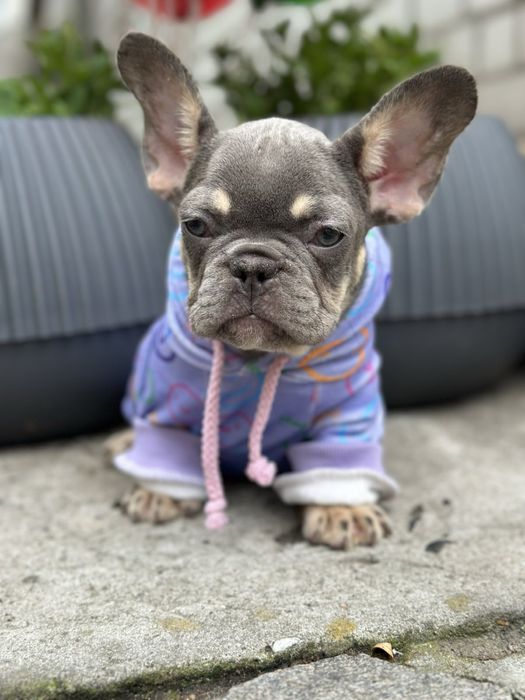 Щенки французского бульдогп