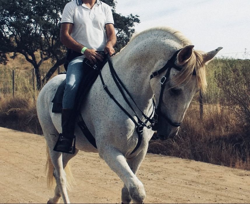 Cavalo capado 12 anos
