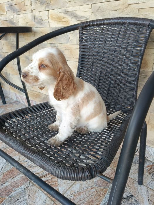Cocker spaniel angielski pies