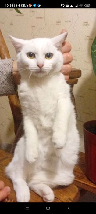 Ищет дом белая кошечка