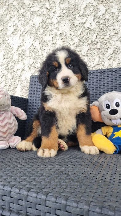 Bouvier Bernois com Pedigree