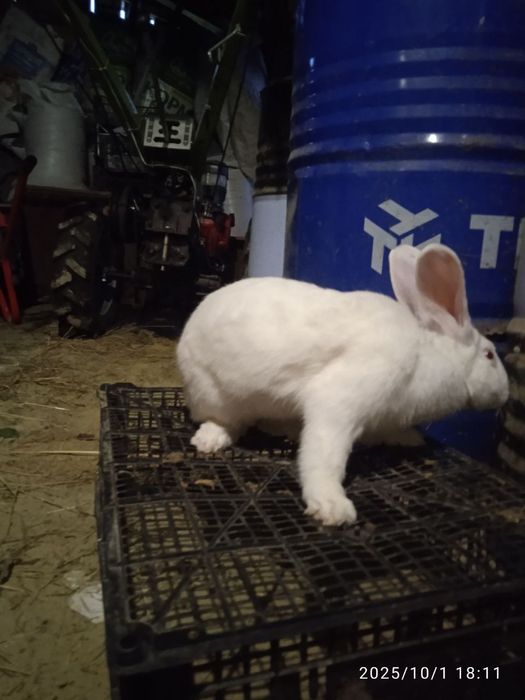 Кролі самки термонці