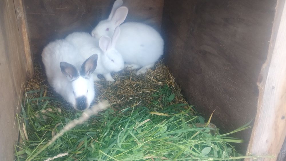 Sprzedam samice kotne