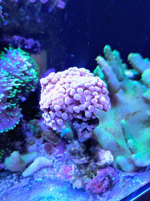 Rhodactis, sinularia,  euphylia, lobopython, capnella, zoanthus