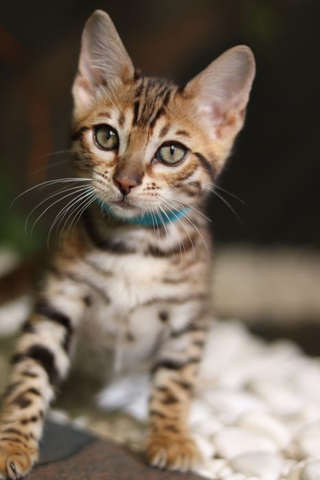 Бенгальська дівчинка Сабіна