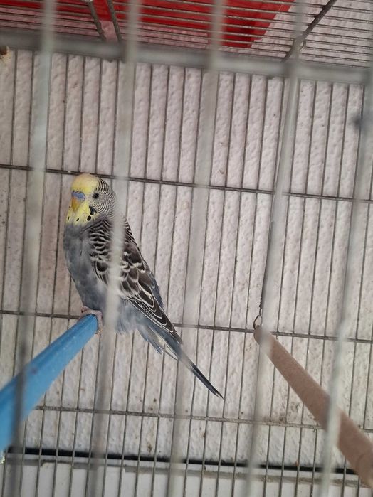 Troco Periquito Macho por uma Fêmea