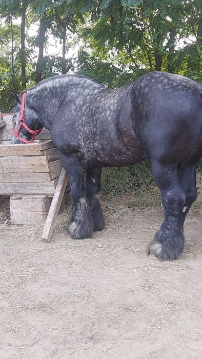 Першерон на паровку