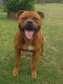 Szczeniak Staffordshire Bull Terrier, ZKwP