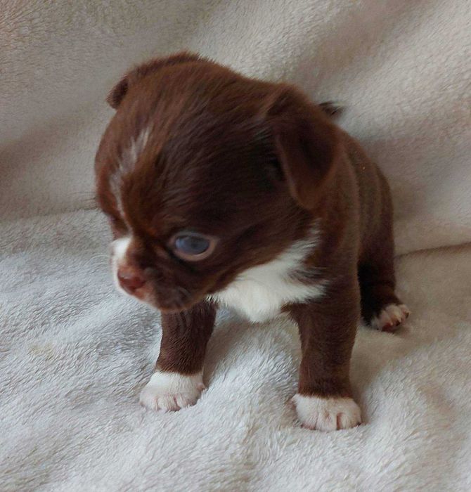 Кобелі чіхуахуа ліловий та шоколад. В'язка