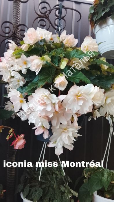 Ампельная бегония