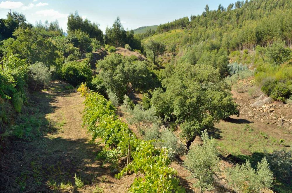 Casa antiga e terreno