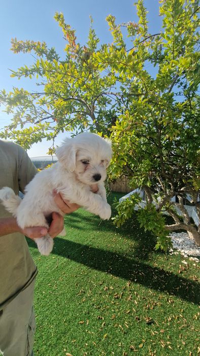 Bichon Maltês disponível