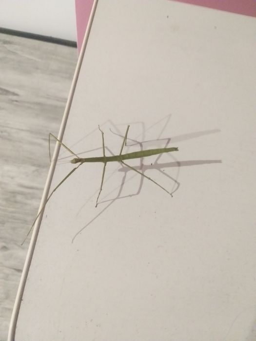 Oddam patyczaki dorosłe