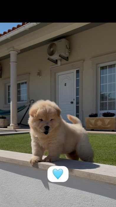 Chow chow macho..