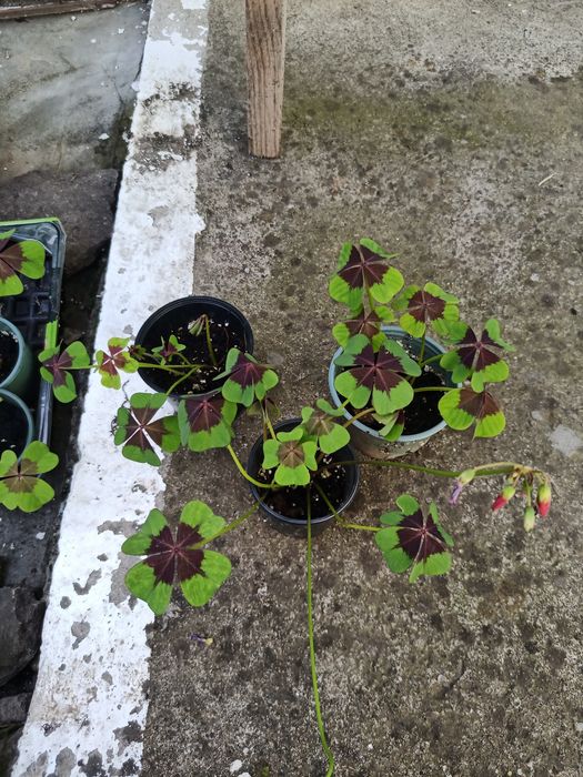 Киселиця,кислица( є багато інших квітів)