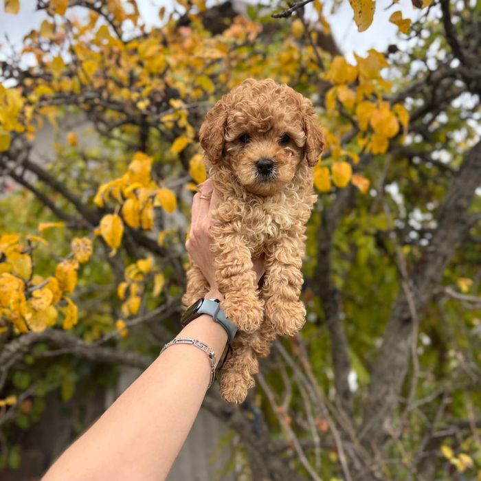 Мальтипу премиум — малыш с идеальной внешностью