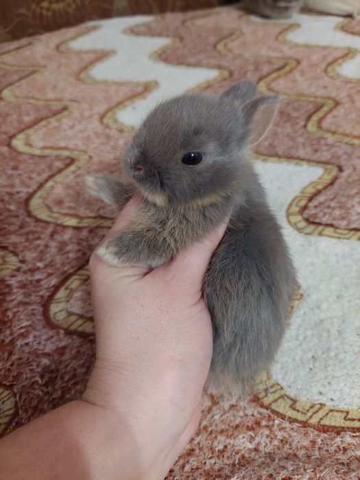 Декоративні нідерландські кролики