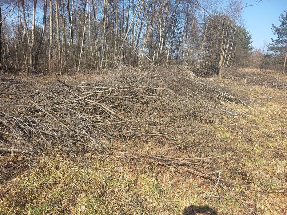 Oddam galęzie drzew liściastych