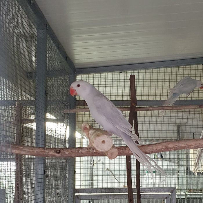 Ring Necks 2025 - Aves com documentação