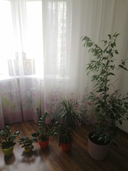 Екзотичні вазони