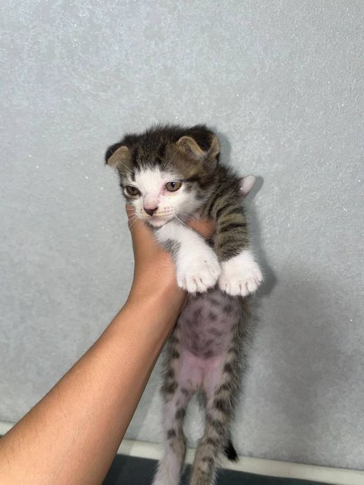 котята веслоухие