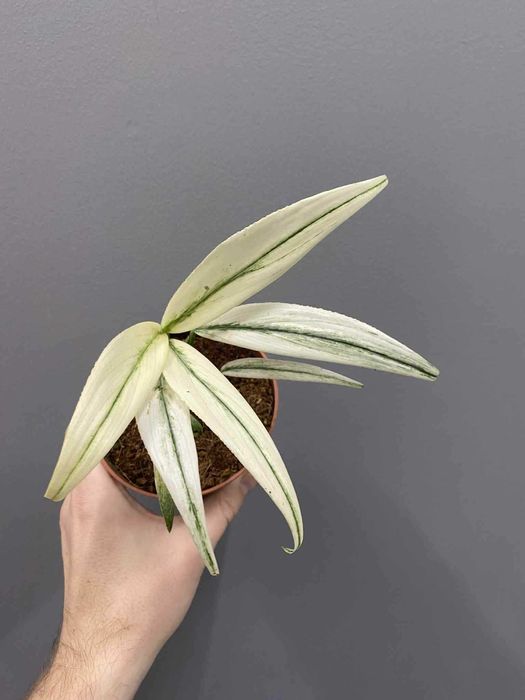 Epipremnum Amplissimum Variegata