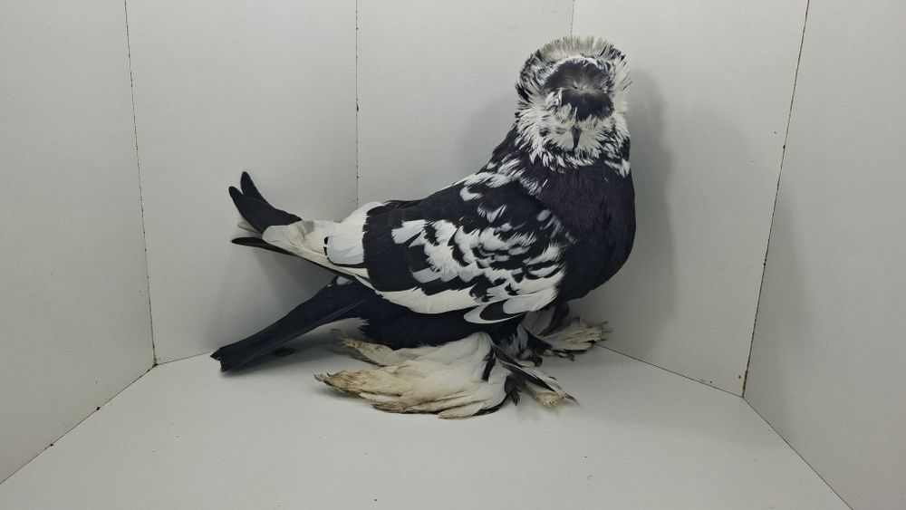 Turkoty dwuczube z obrośniętymi nogami