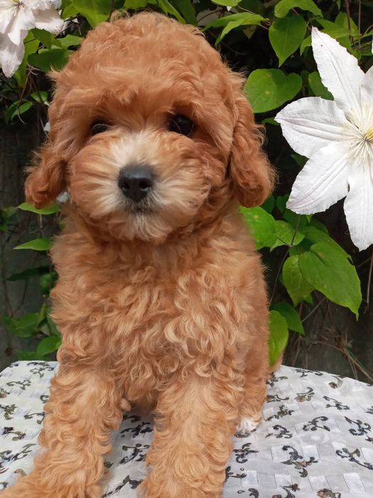 Красуня мальтіпу