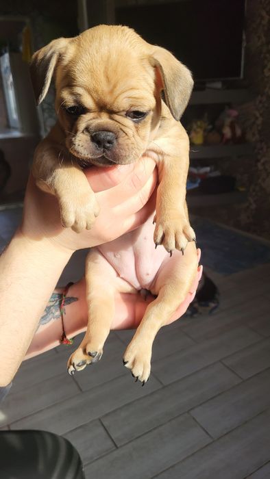 Продам бульдожок