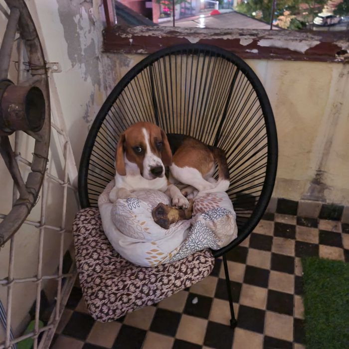 Pies beagle 2025