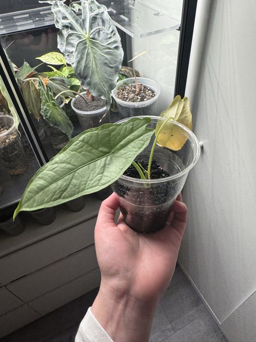 Heat pack * alokazja heterophylla dragon breath