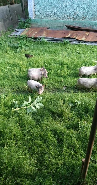 Продам поросята вєтнамські