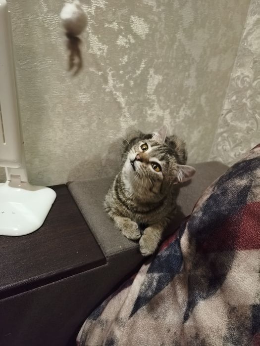 Квасолька шукає дім