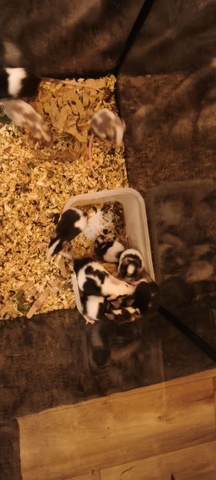 Myszki domowe młode mają 5 tyg