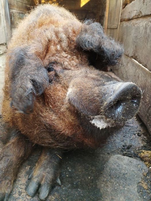 Продам кнура угорської мангалиці