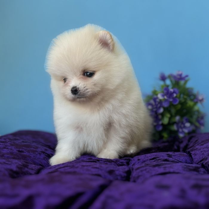 лялькова дівчинка тип ведмедика