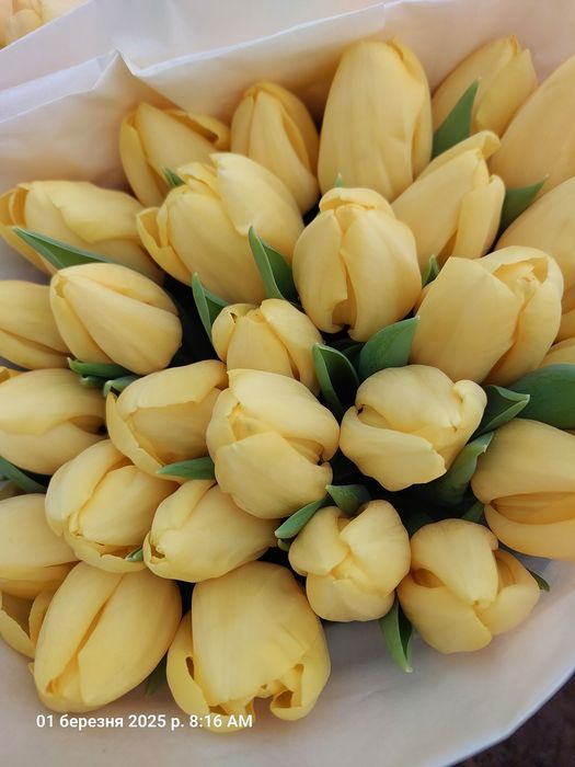 Тюльпани оптом до 8-го березня!