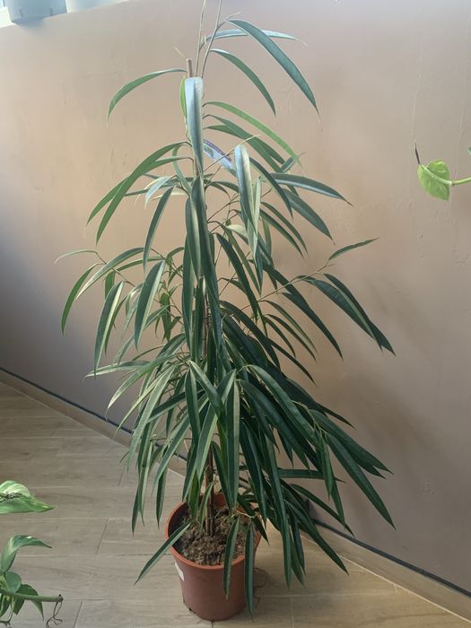 Фікус Алі вис 1,70 Акція