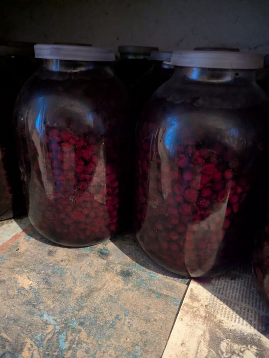 Горобина чорна звичайна