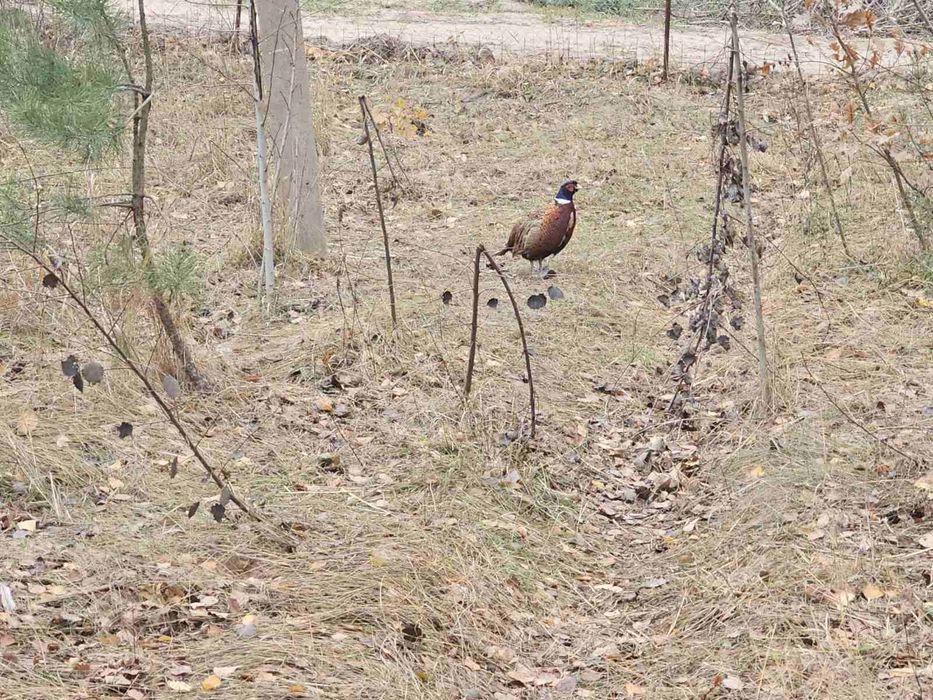 Продам фазана фазанят