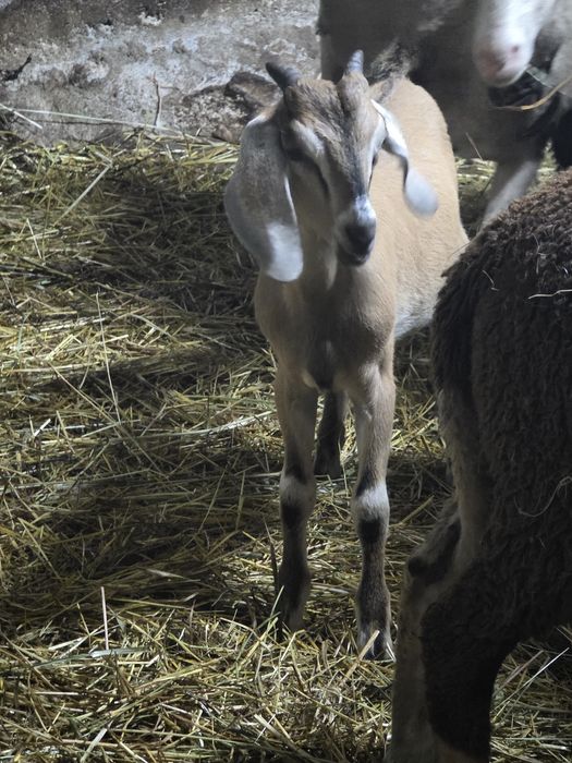 Vendo cabritas e 1 cabrito Anglo nubianas.